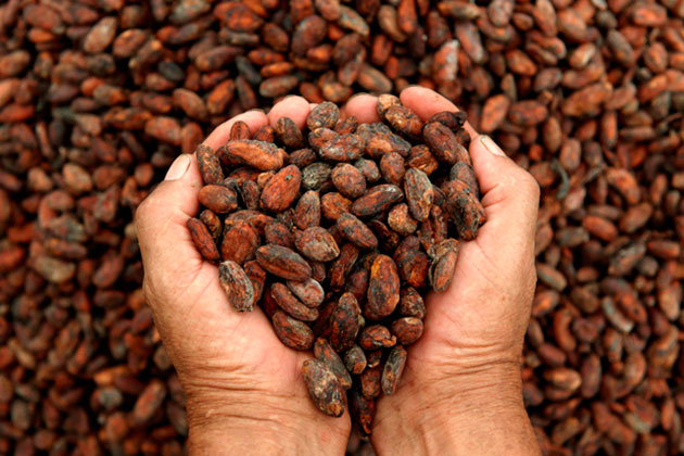 Gobierno venezolano trabaja en su reingreso a la Organización Internacional del Cacao