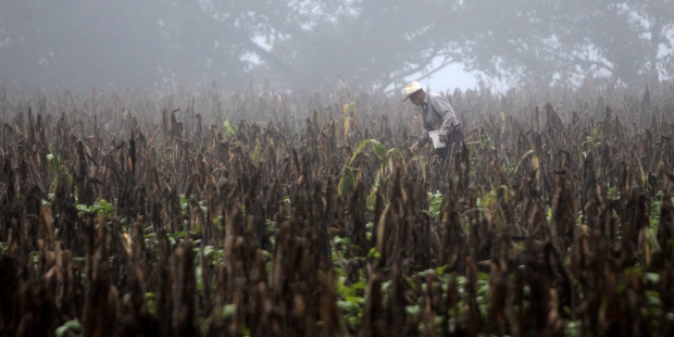 Más de 3,5 millones de centroamericanos necesitan apoyo por sequía, según ONU