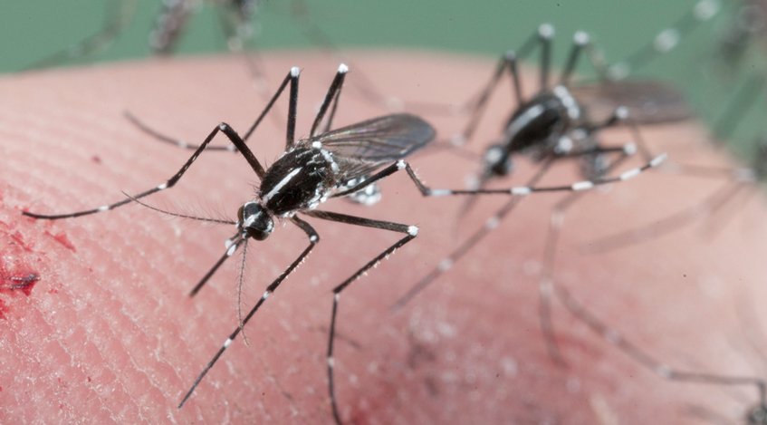 Riesgo de brote de zika en Europa es de moderado a bajo