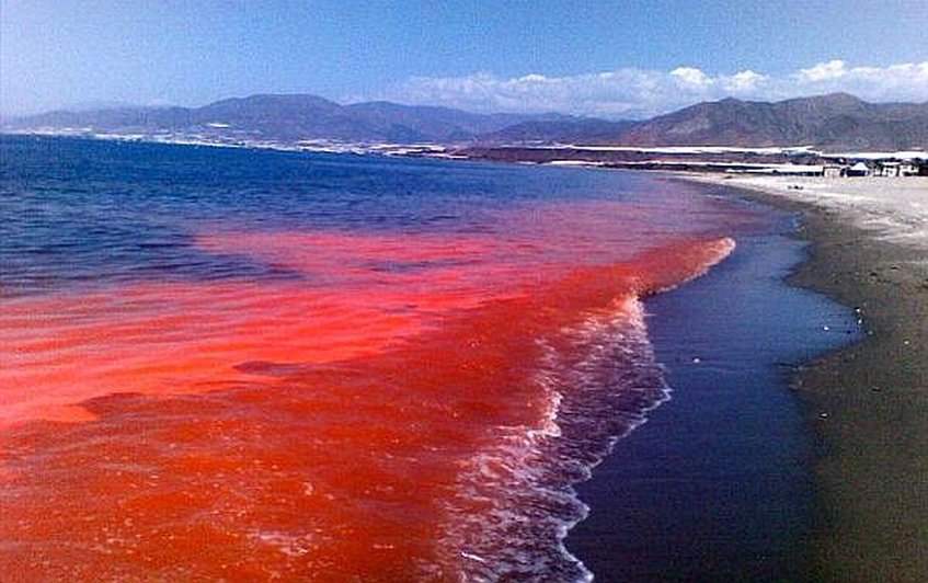 Científicos afirman que marea roja en el sur chileno va en retirada