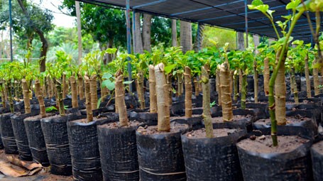 Misión Árbol se fija meta de producir 50 millones de árboles al 2019