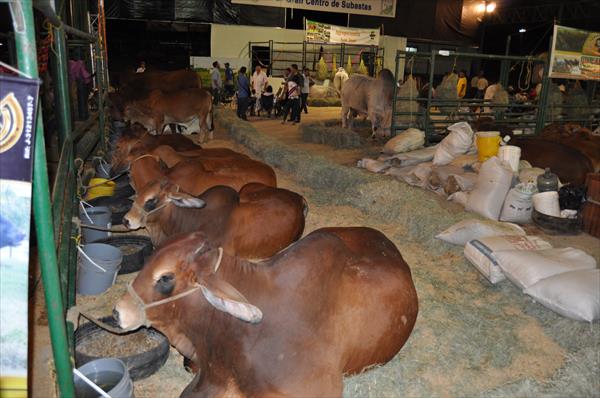 Más de 600 animales estarán  en la Asociación de Ganaderos de Carabobo