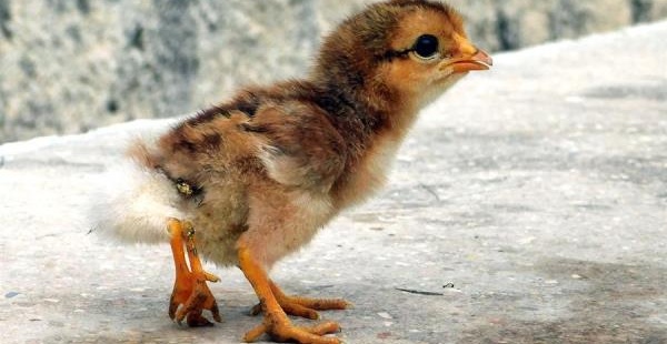 Nace un pollito con cuatro patas en Cuba