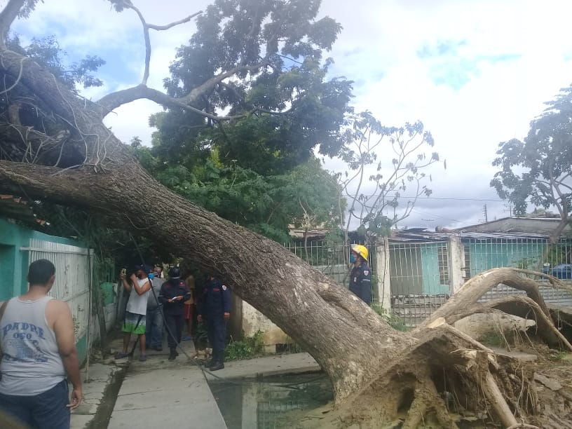 “Alcaldía debe responder por daños a viviendas ante caída de árbol en Las Agüitas”