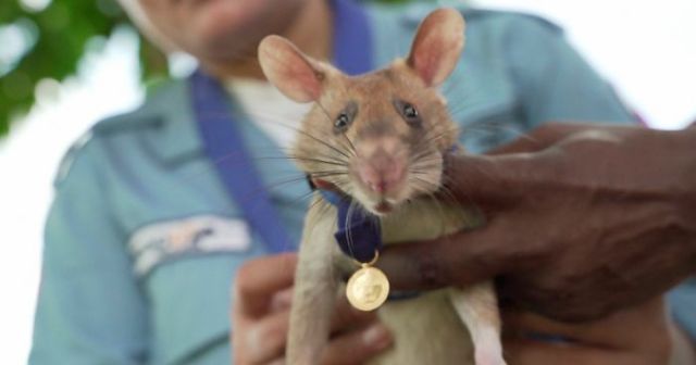 Rata detectora de minas es premiada por su infalible trabajo para salvar vidas + Vídeo