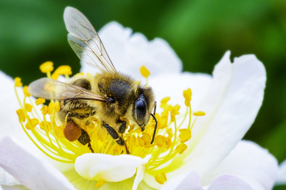 Abejas: grandes aliadas de la seguridad alimentaria